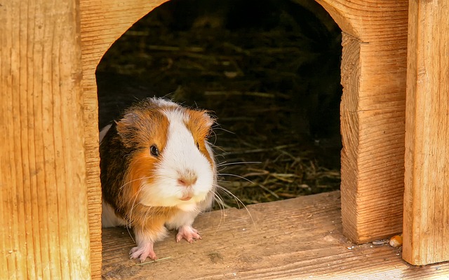 Guinea Pig Kafesi 120cm