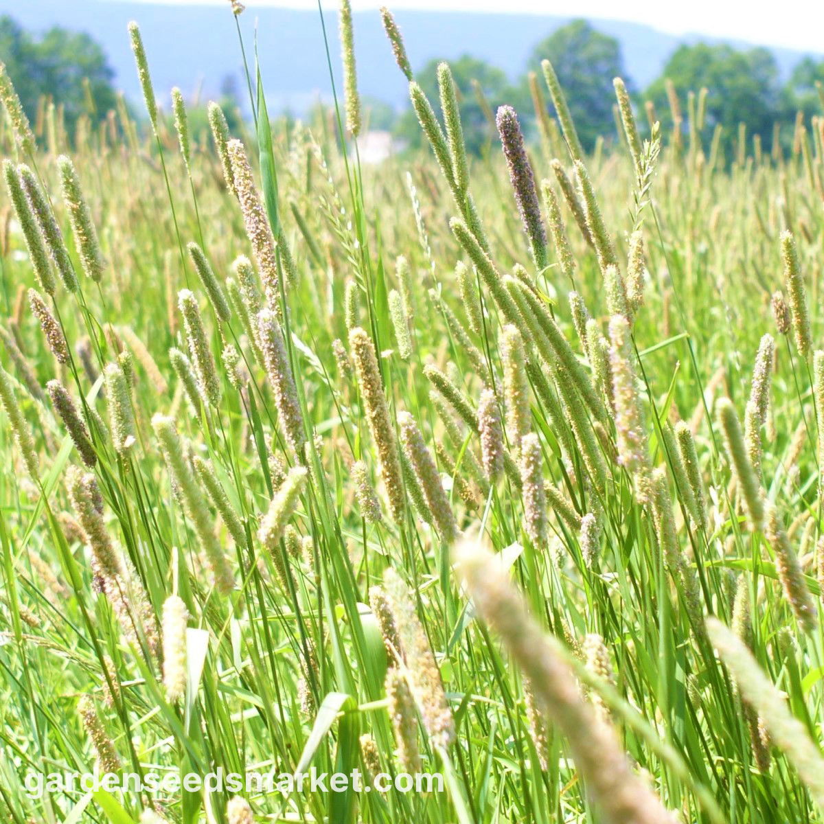 JR Farm Timothy Otu Premium 1kg